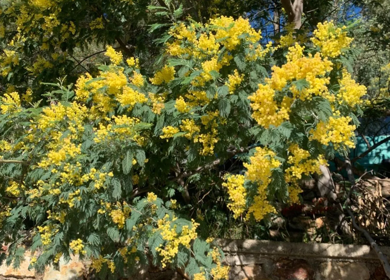 Il Polpo Blu Βίλα Rio dellʼElba 0*,  Ιταλία