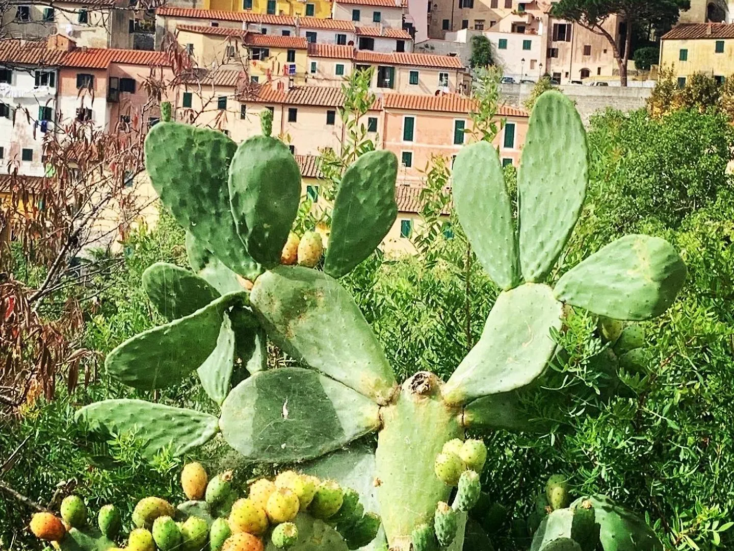 فيلا Il Polpo Blu Rio dellʼElba بيت للعطل